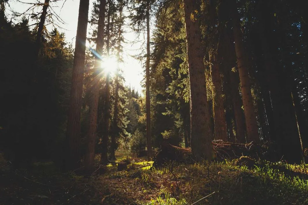 Forest path lit up by sunlight